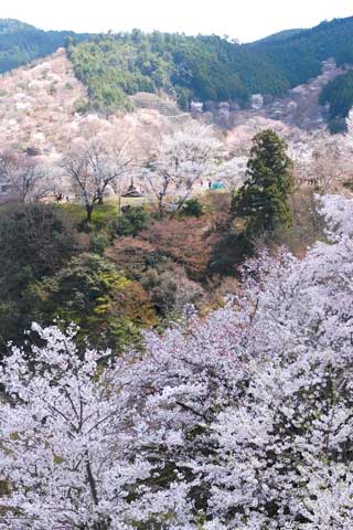 吉野山の桜